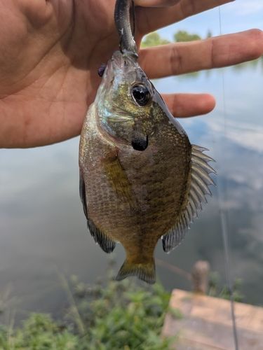ブルーギルの釣果