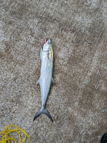 サゴシの釣果