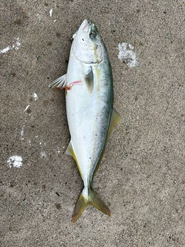釜石湾