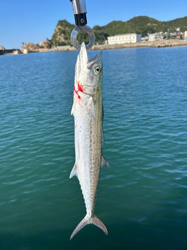 サゴシの釣果