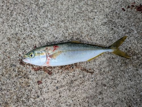コゾクラの釣果