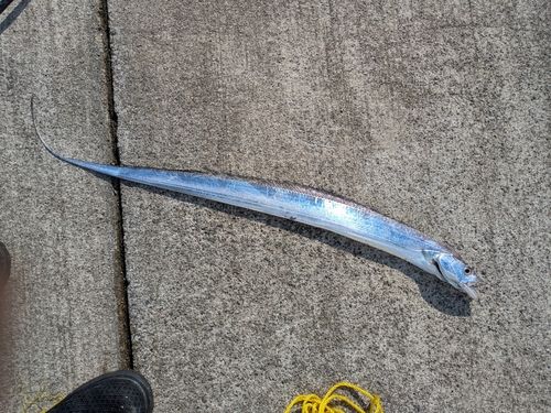 タチウオの釣果
