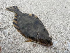 クロガシラガレイの釣果