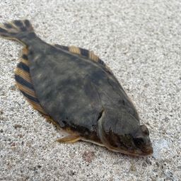 クロガシラガレイ