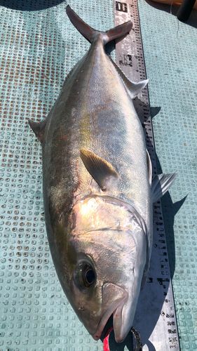 釣果