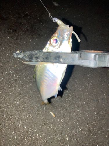 博多湾