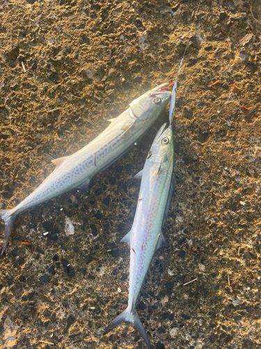 サゴシの釣果