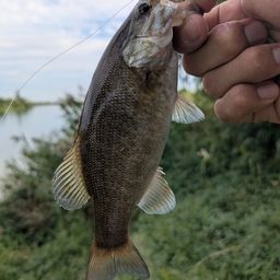 スモールマウスバス