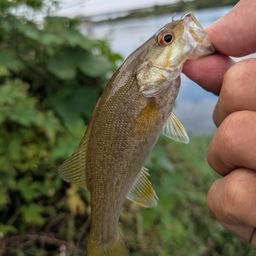 スモールマウスバス