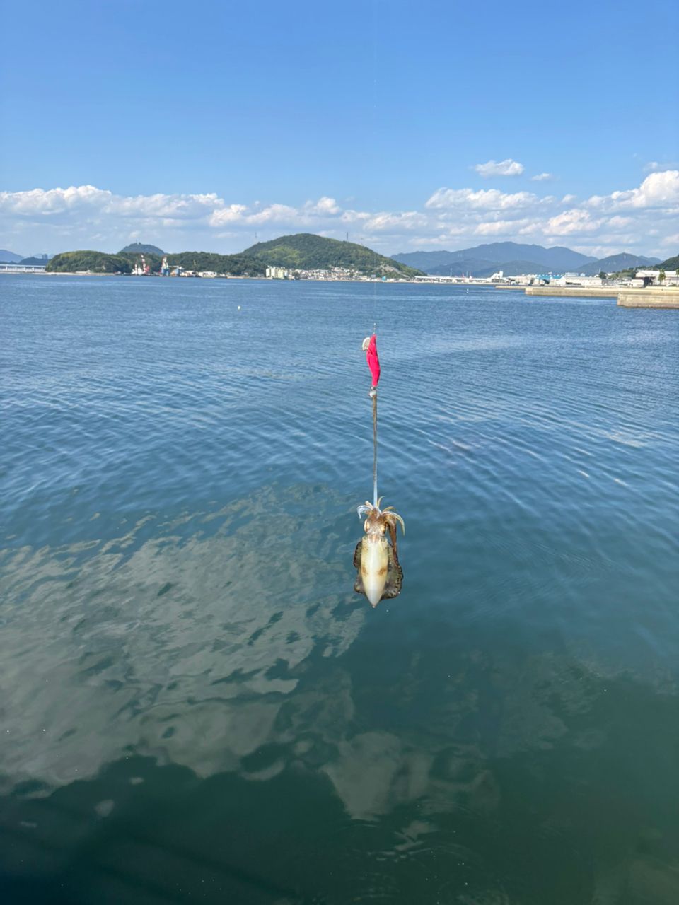 アオリイカ