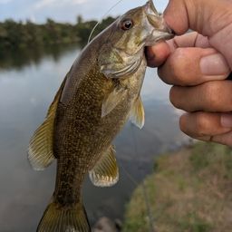 スモールマウスバス