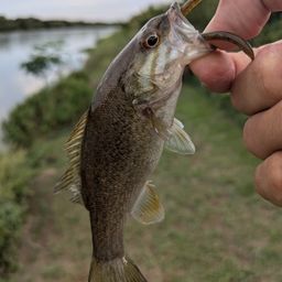 スモールマウスバス