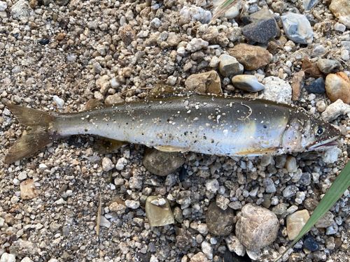 アユの釣果