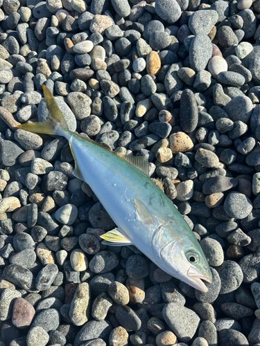コゾクラの釣果
