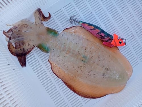 アオリイカの釣果