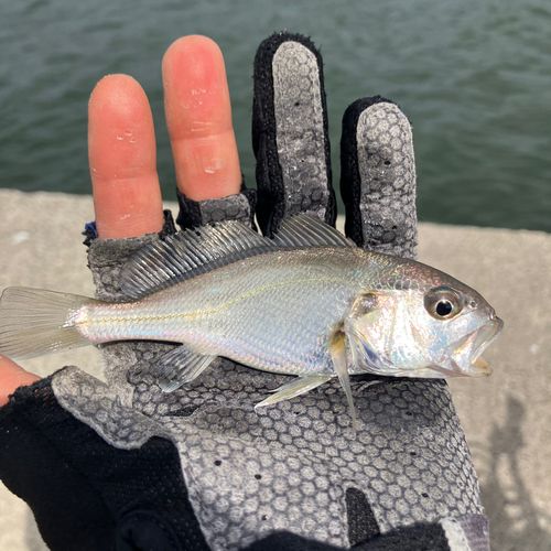 今津湾
