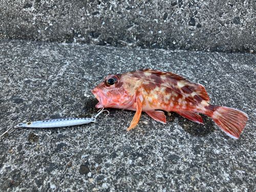 カサゴの釣果