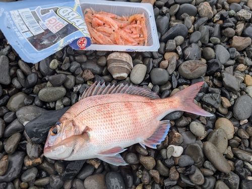 マダイの釣果