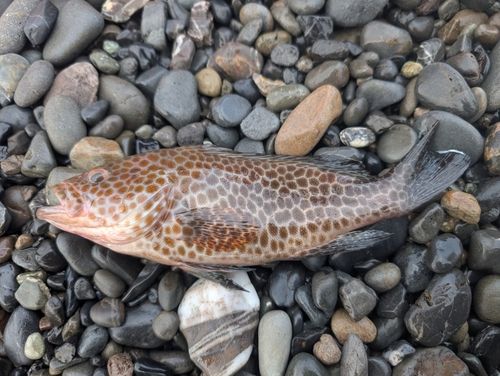 オオモンハタの釣果