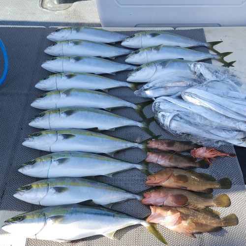 キジハタの釣果