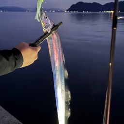 タチウオ