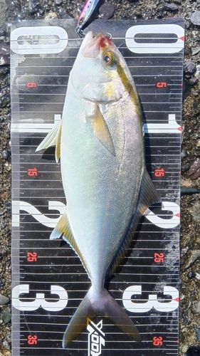 シオの釣果