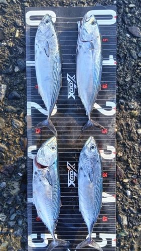 スマガツオの釣果