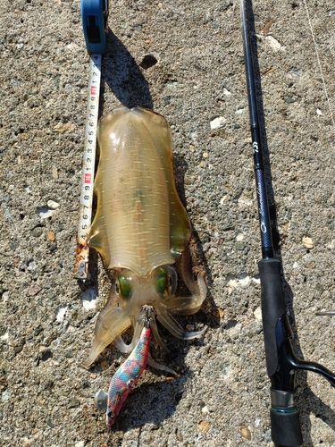 アオリイカの釣果