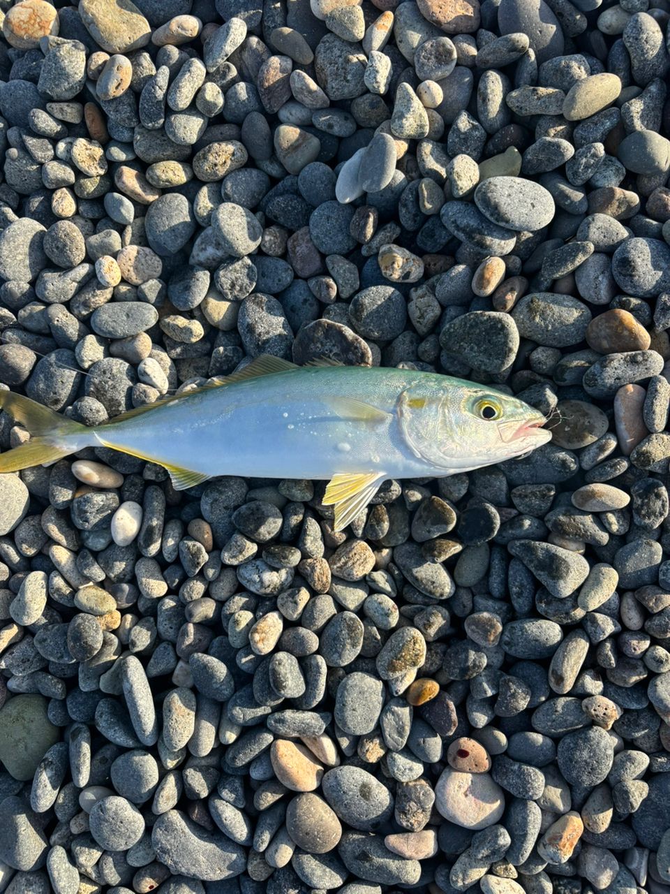 コゾクラ