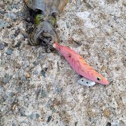アオリイカ
