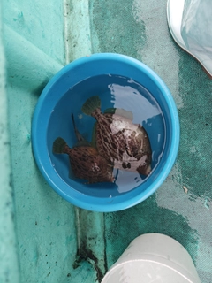 カワハギの釣果