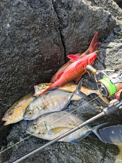 ナンヨウカイワリの釣果