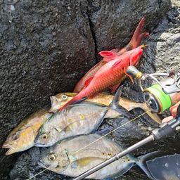 ナンヨウカイワリ