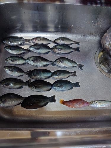 新居海釣公園