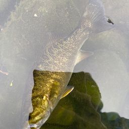 スモールマウスバス