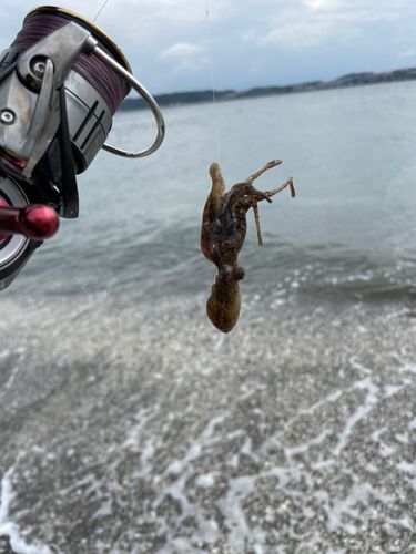 タコの釣果