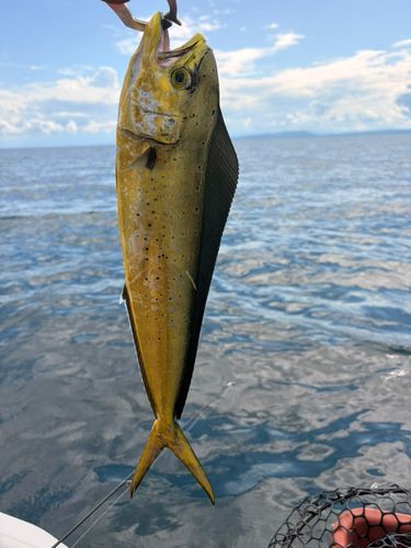 シイラの釣果