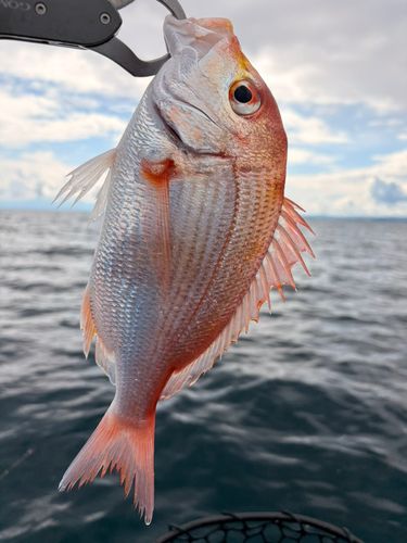 レンコダイの釣果