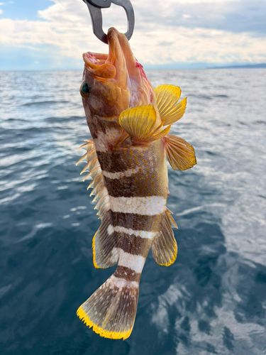 アオハタの釣果