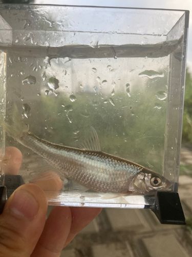オイカワの釣果