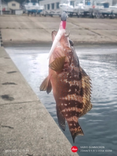 キジハタの釣果