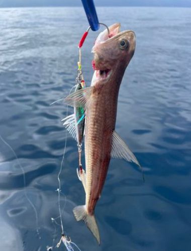 エソの釣果