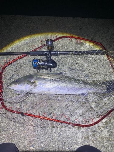 スズキの釣果