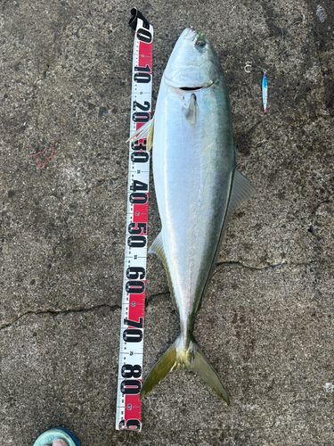 ハマチの釣果