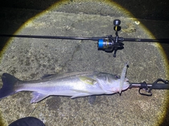 スズキの釣果