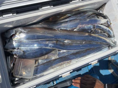 タチウオの釣果