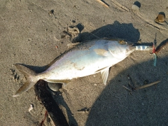 ショゴの釣果