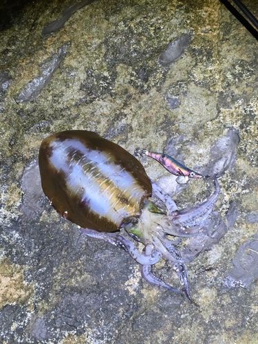 アオリイカの釣果
