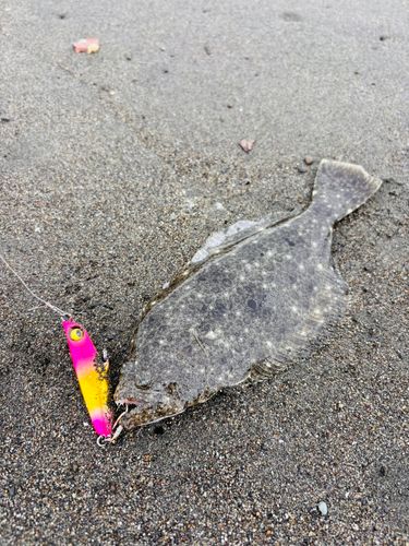 ソゲの釣果