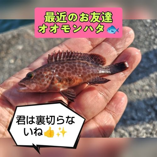 オオモンハタの釣果